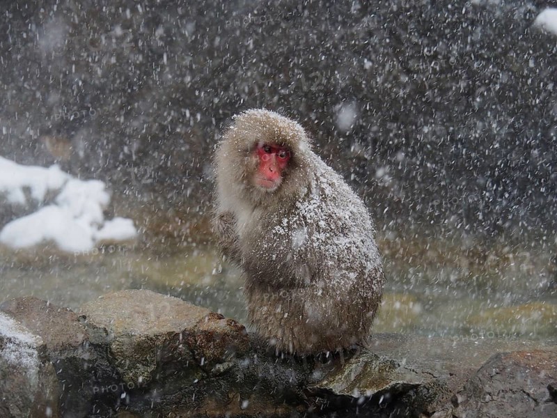 A snow monkey