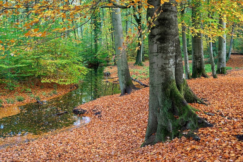 Beech forest in autumn