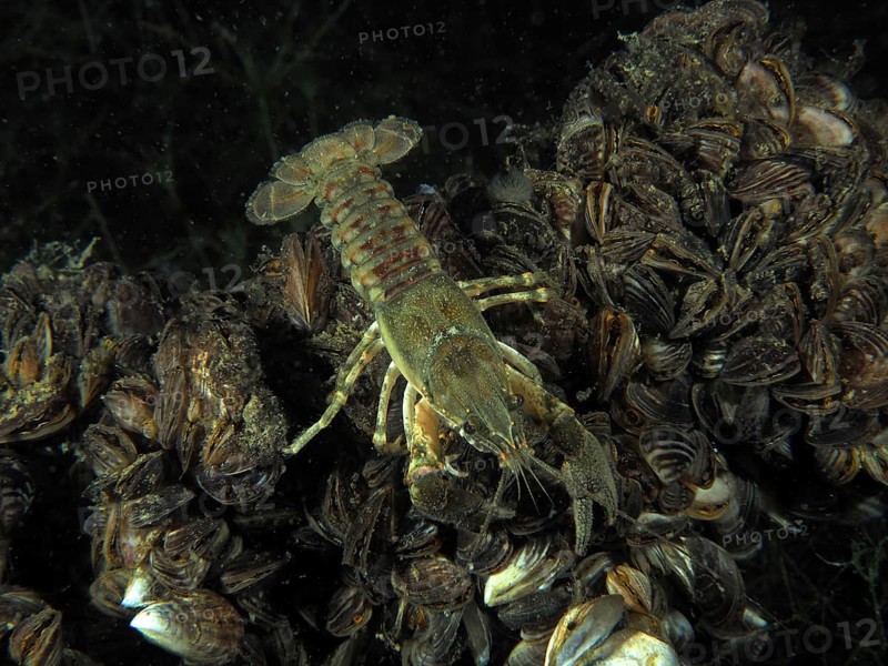 Crayfish