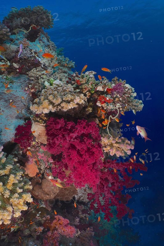Klunzinger's tree coral