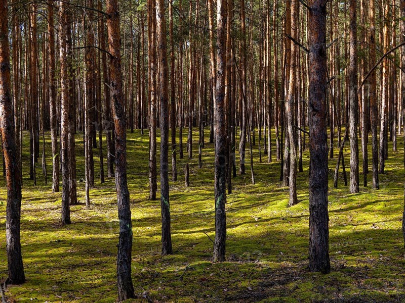 Pine trees