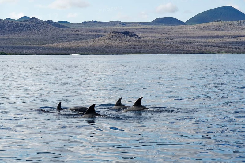 Group of dolphin