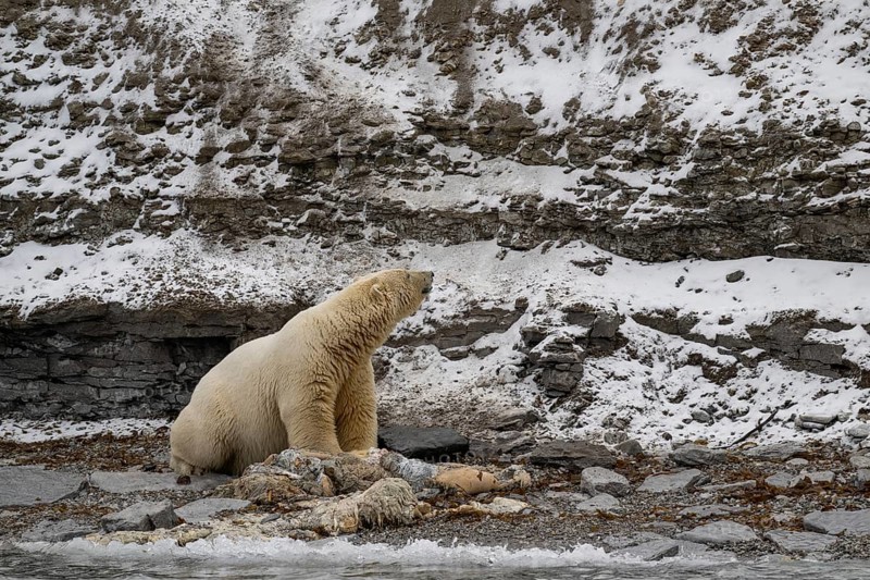 Scavenging polar bear