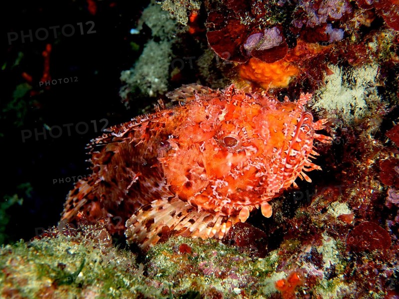 Red scorpionfish