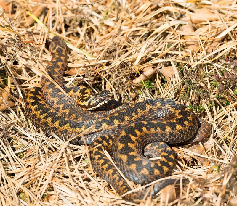 Two wild adder