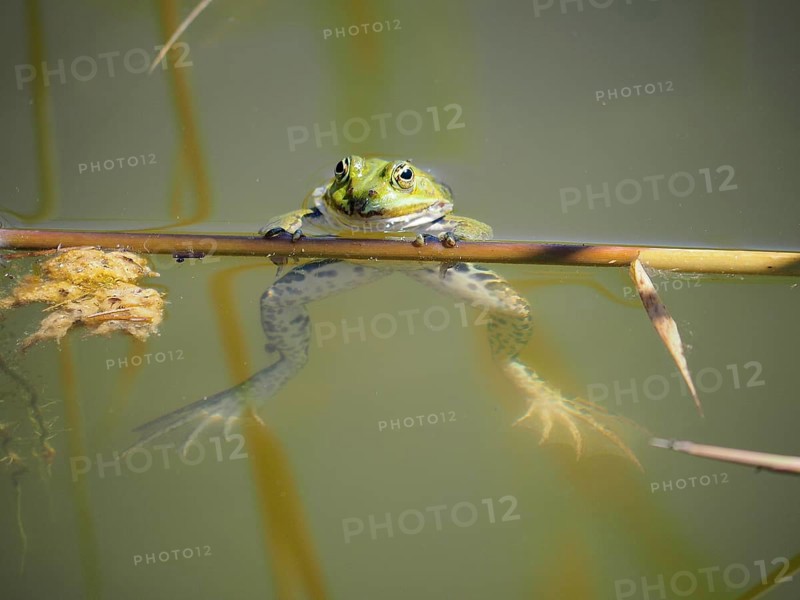 Pool frog