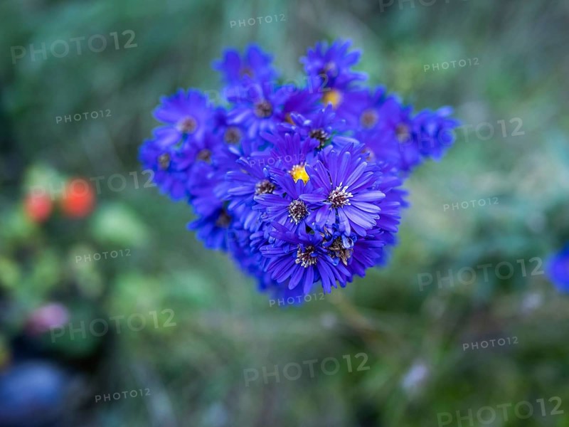 Autumn aster