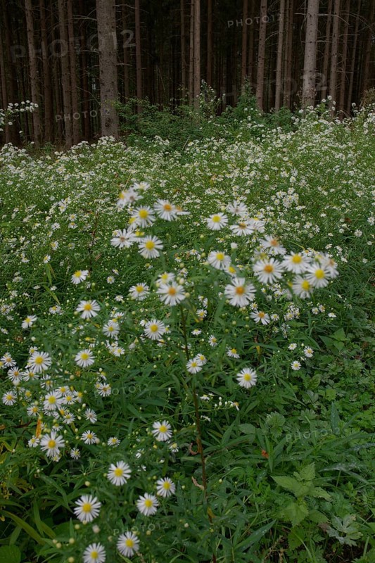 Daisy fleabane