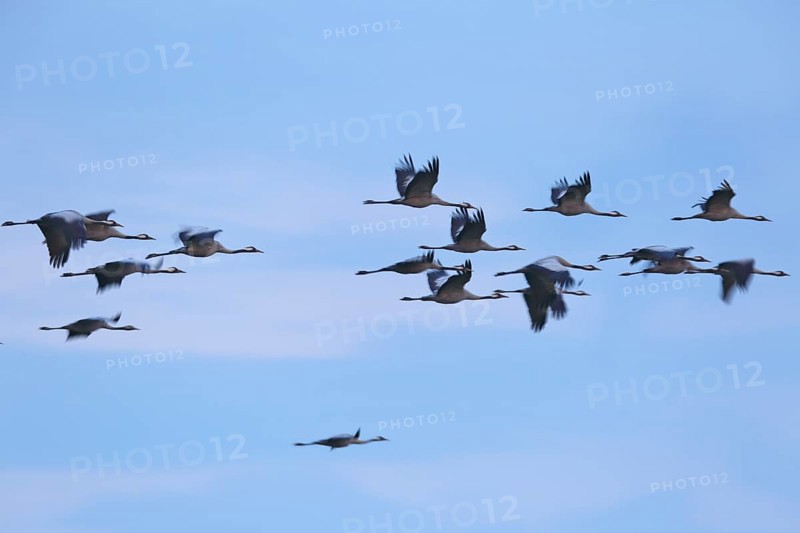 Crane