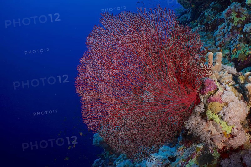 Red knot coral