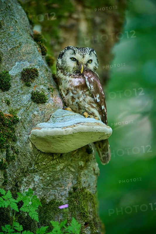 Tengmalm's Owl