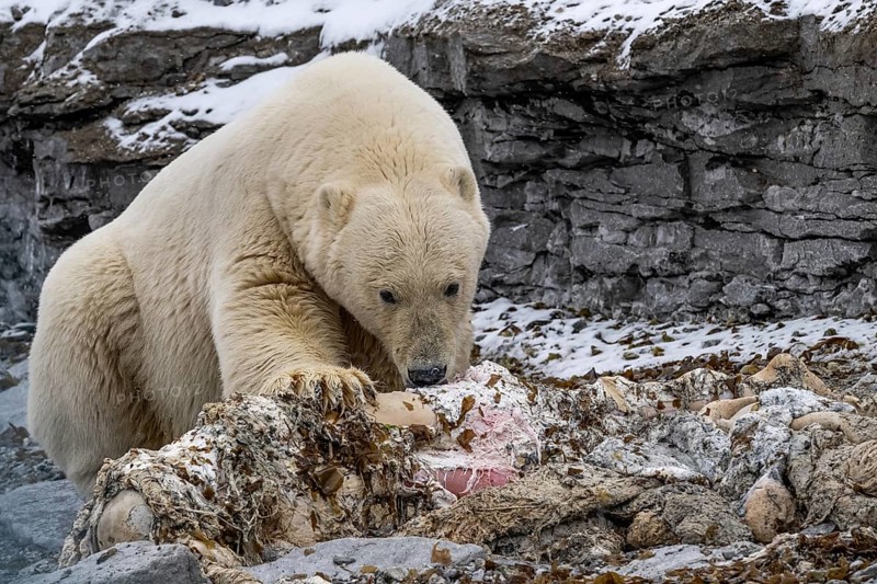 Scavenging polar bear