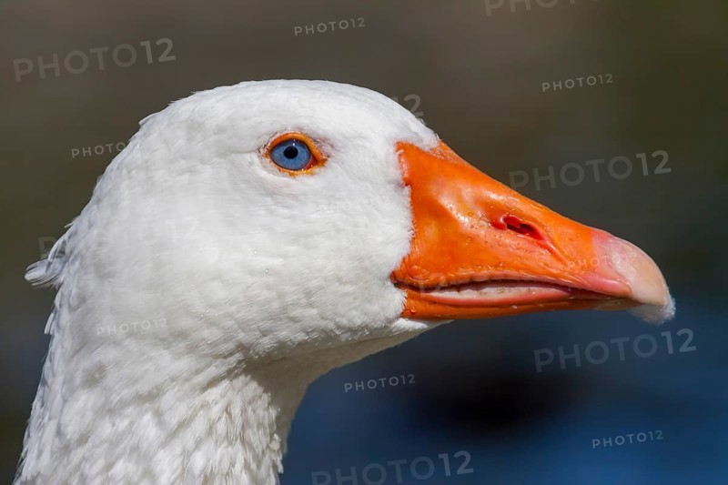 White domestic goose