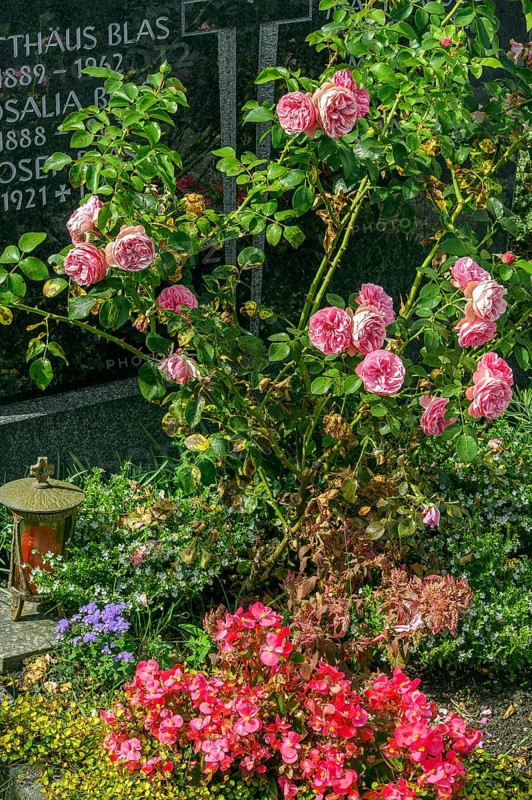 Gravestone with flower decoration and roses