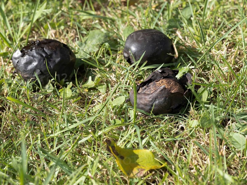 Black walnut