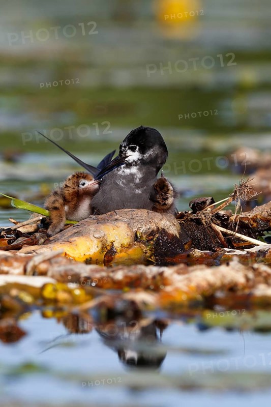 Black Tern