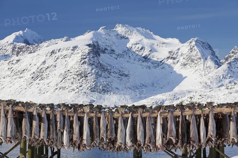 Atlantic cod