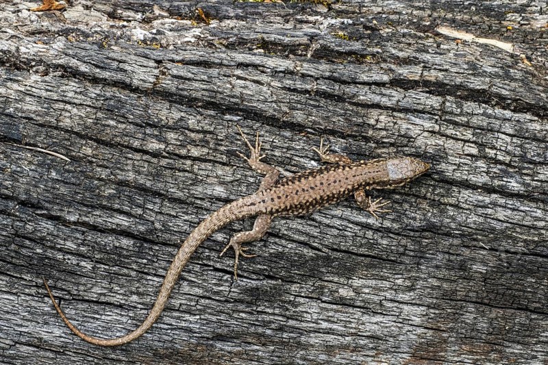 Common wall lizard
