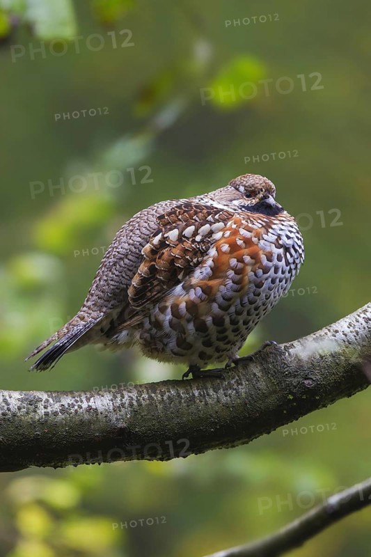 Hazel grouse