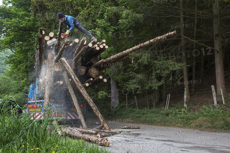 Forester cutting too long logs with chainsaw after loading felled tree trunks on logging truck in forest