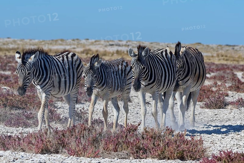 Burchell's zebras