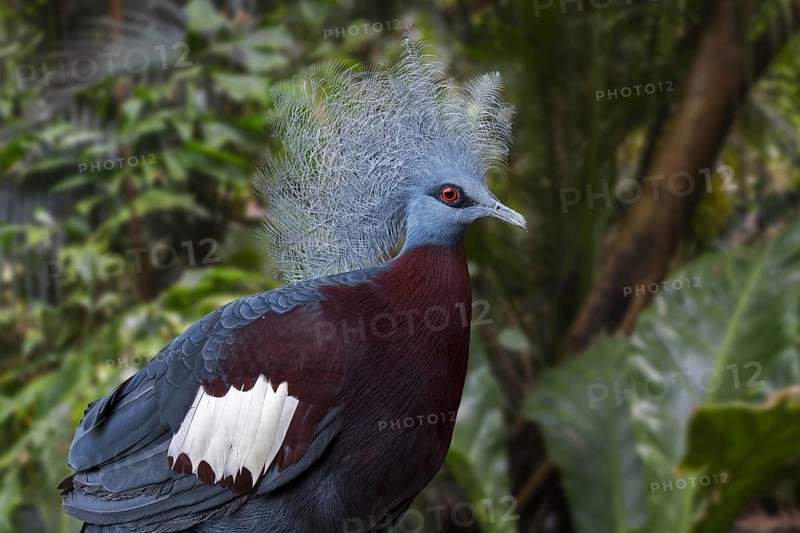 Sclater's crowned pigeon