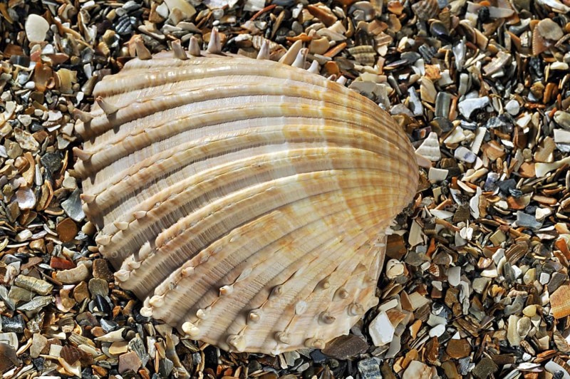 Prickly cockle
