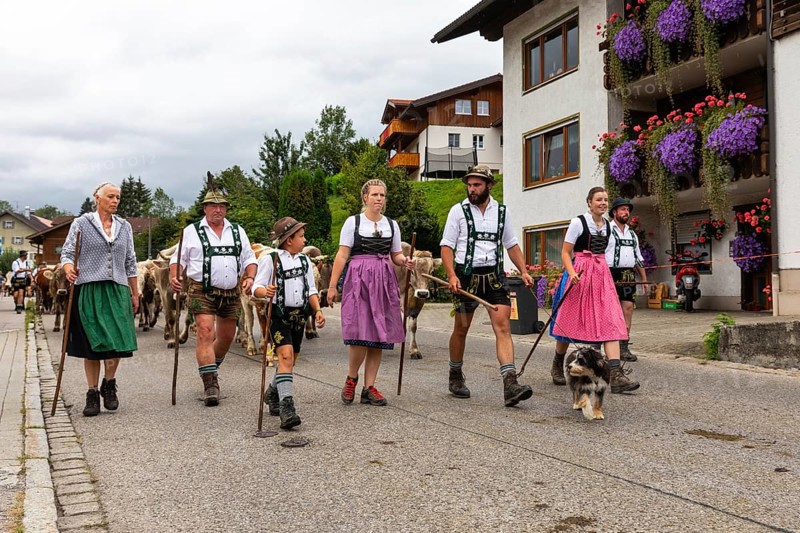 Alpine herdsman family leading cattle