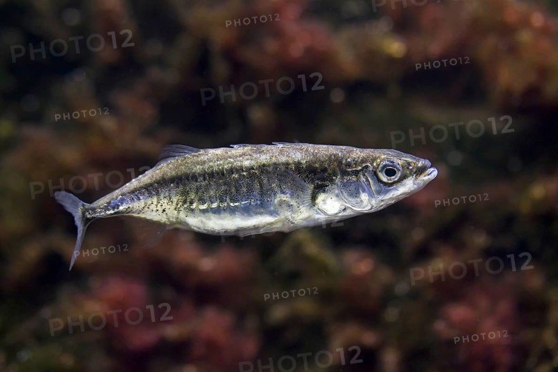 Three-spined stickleback
