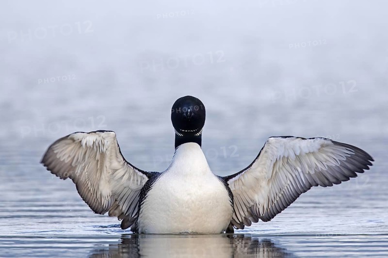 Common loon
