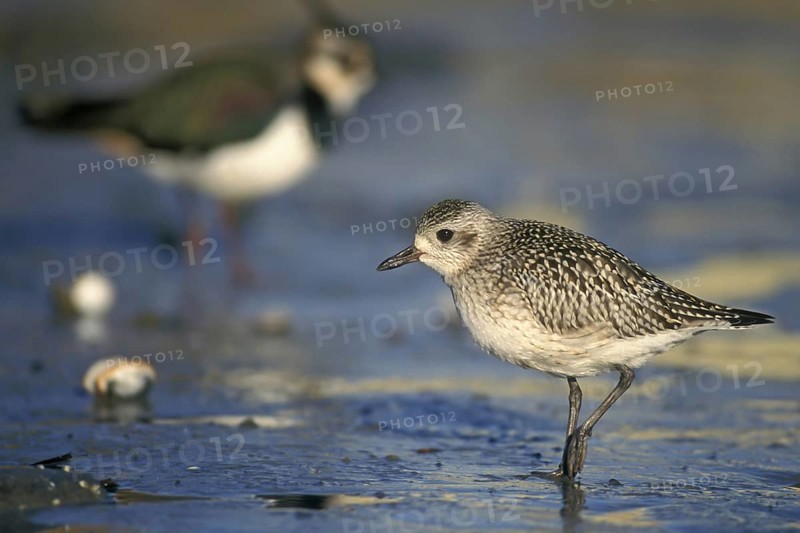 Grey plover