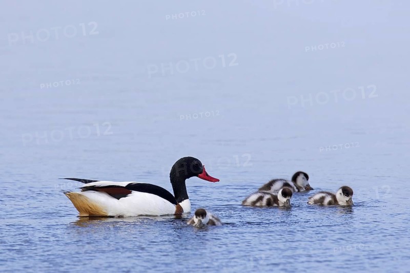 Common shelduck