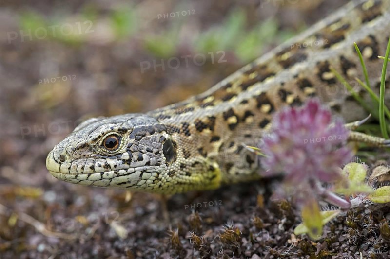 Sand lizard