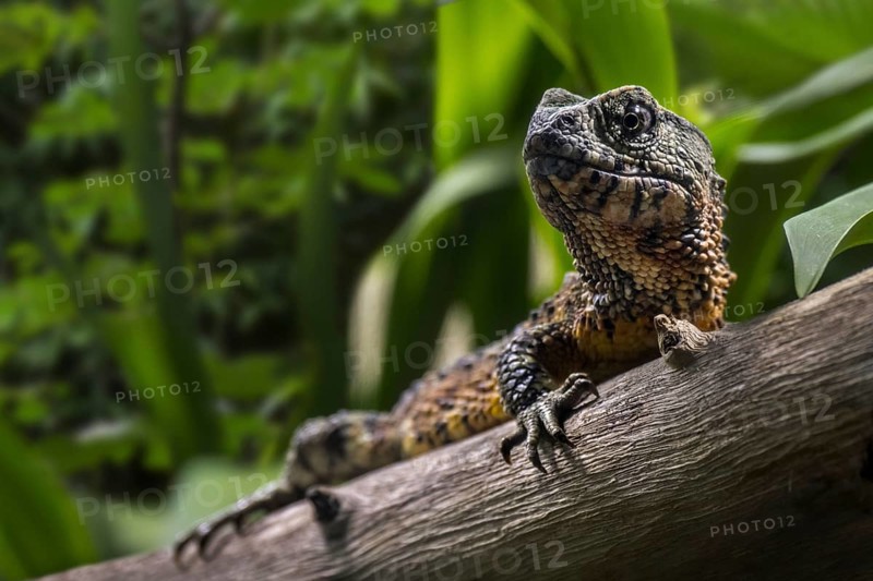 Chinese crocodile lizard