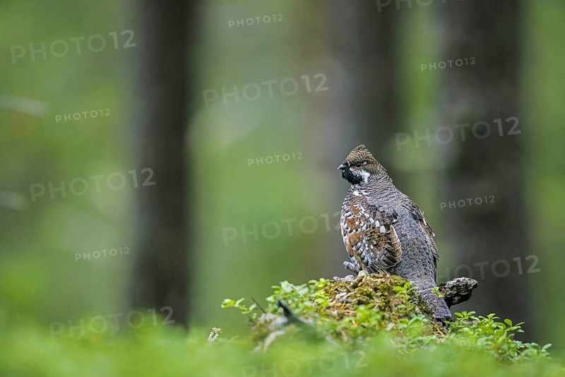 Hazel grouse