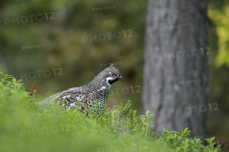 Hazel grouse