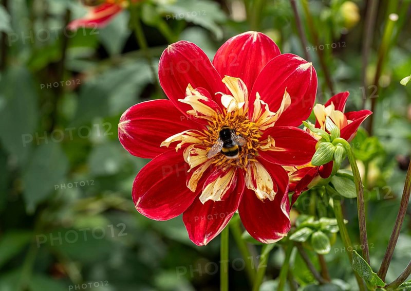 Bee