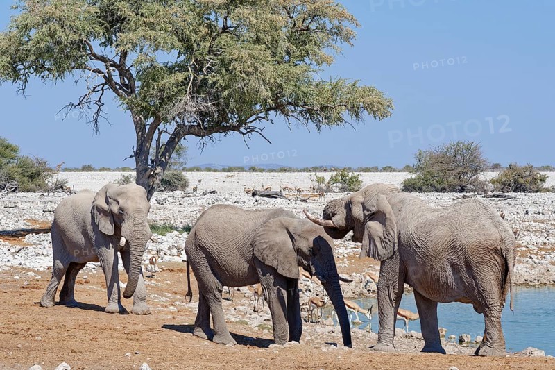 African bush elephants