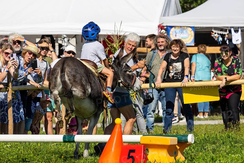 Donkey jumping over an obstacle
