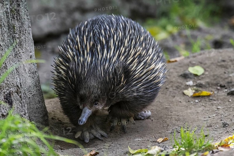 Short-beaked echidna