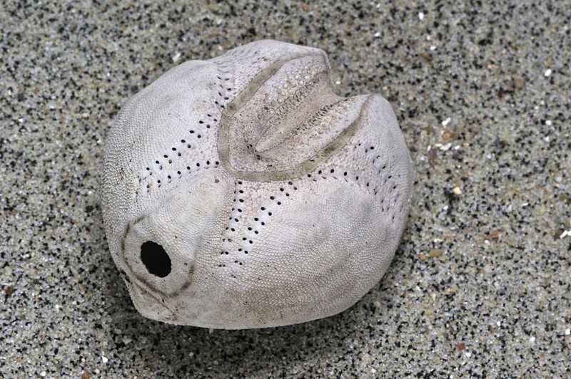 Sea potato