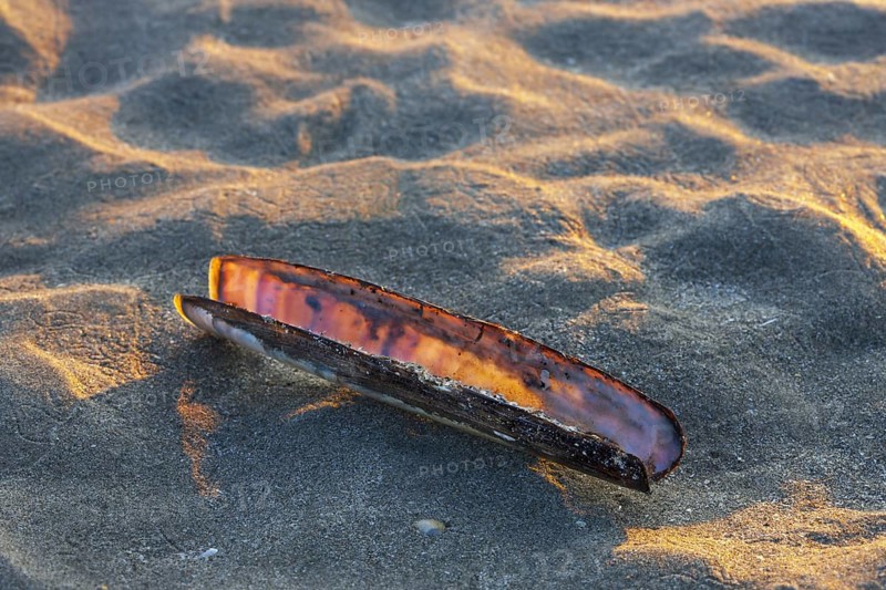 Atlantic jackknife clam