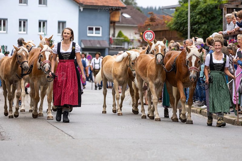 Alpine herdswoman leading group of Haflinger horse