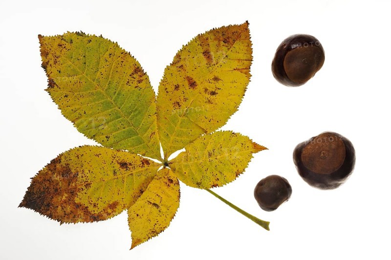 Horse chestnut