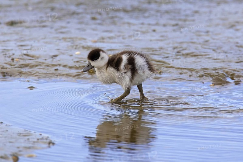 Common shelduck