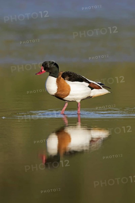 Reflection of male common shelduck