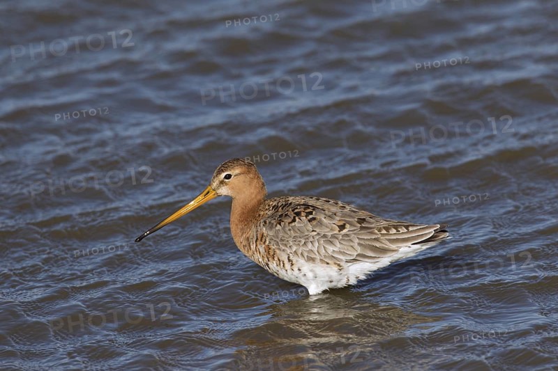 Black-tailed godwit