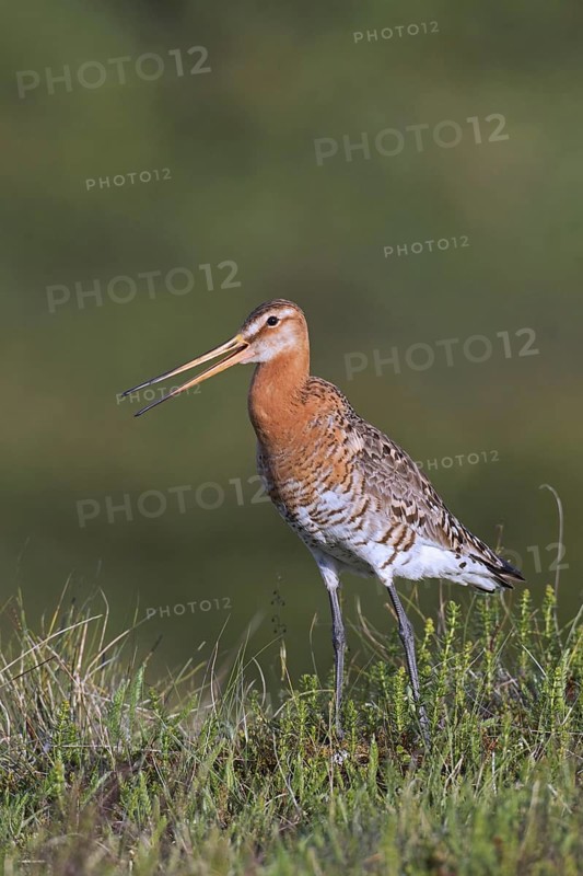 Black-tailed godwit