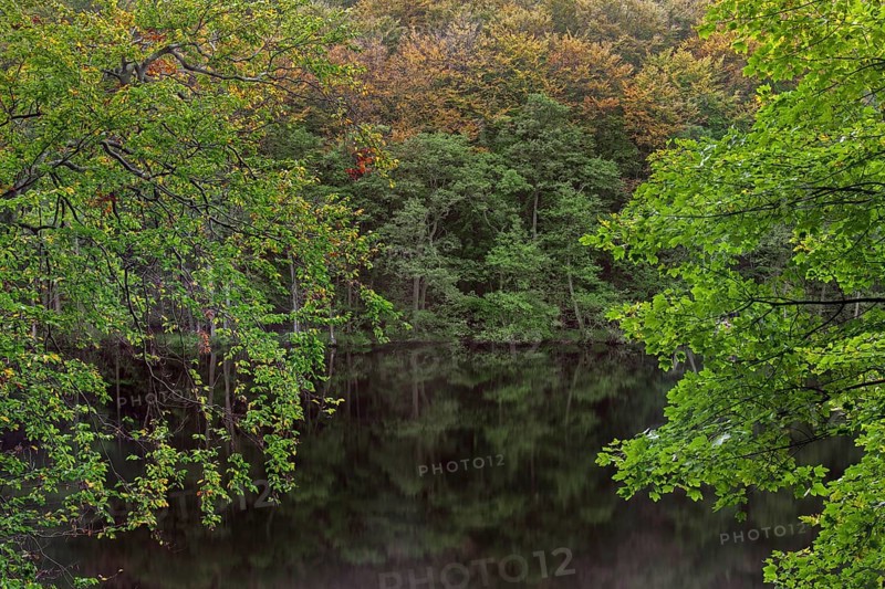 Foliage showing autumn colours along Lake Hertha