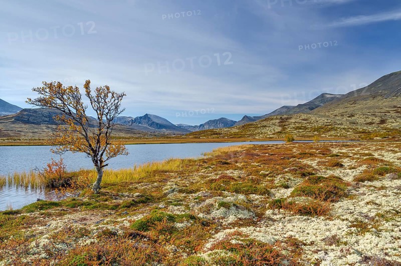 Birch in autumn on the lakeshore